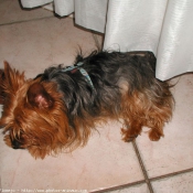 Photo de Yorkshire terrier