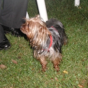 Photo de Yorkshire terrier