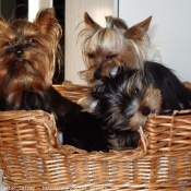 Photo de Yorkshire terrier