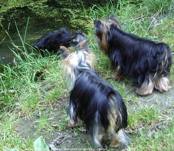 Photo de Yorkshire terrier