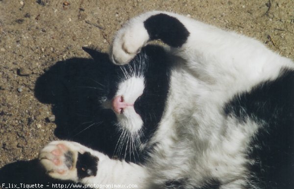 Photo de Chat domestique