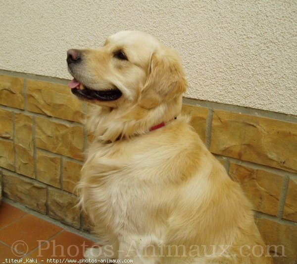 Photo de Golden retriever