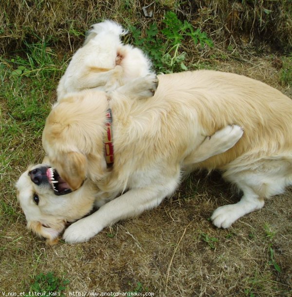 Photo de Golden retriever