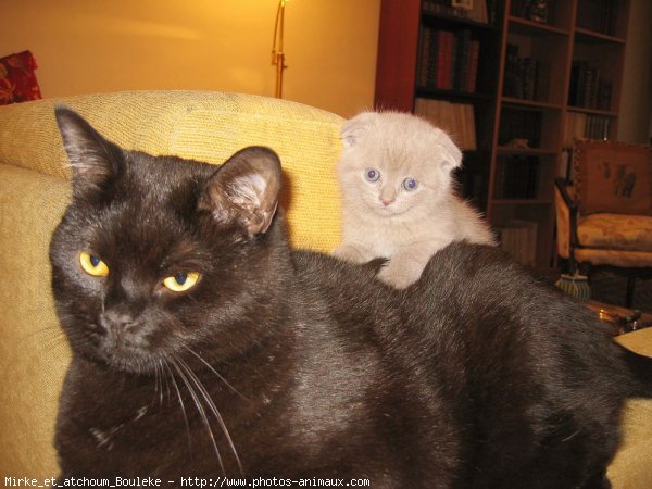 Photo de British shorthair