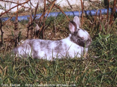 Photo de Lapin