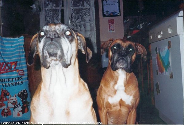 Photo de Boxer