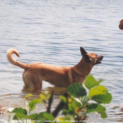 Photo de Berger belge malinois