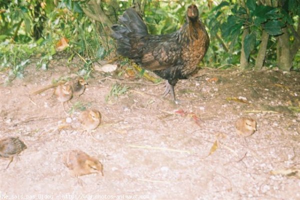 Photo de Poule