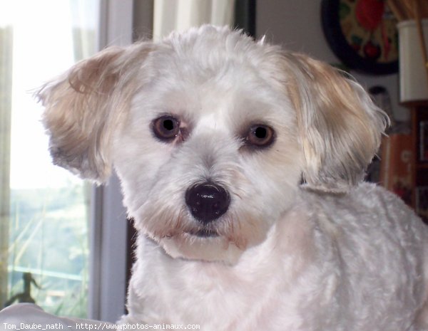 Photo de Coton de tulear