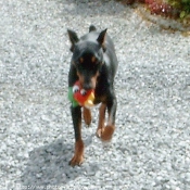 Photo de Pinscher allemand