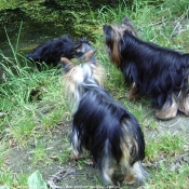 Photo de Yorkshire terrier