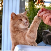 Photo de Chat domestique