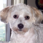 Photo de Coton de tulear