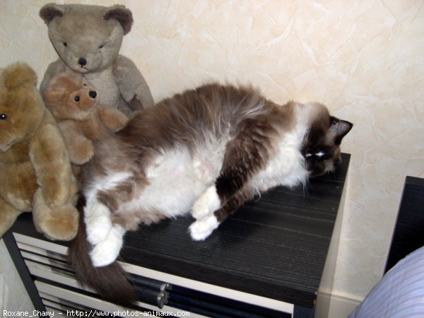 Photo de Ragdoll