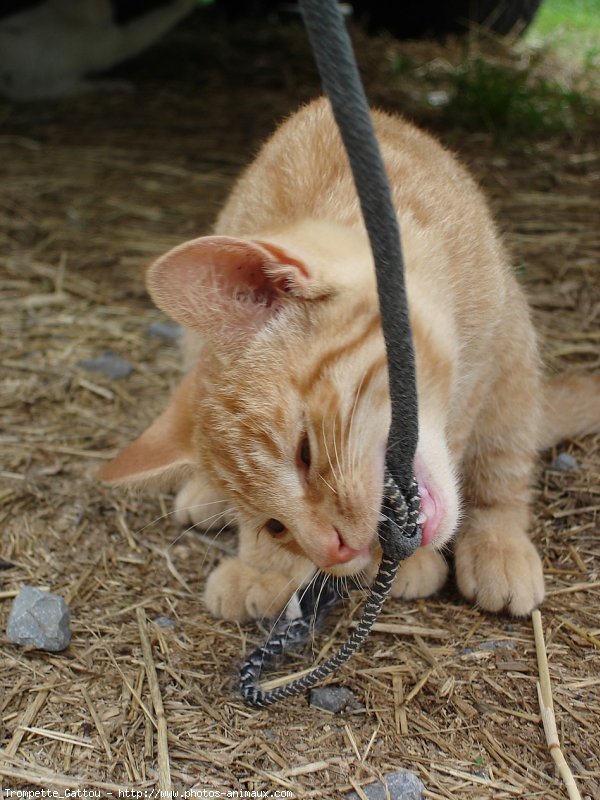 Photo de Chat domestique