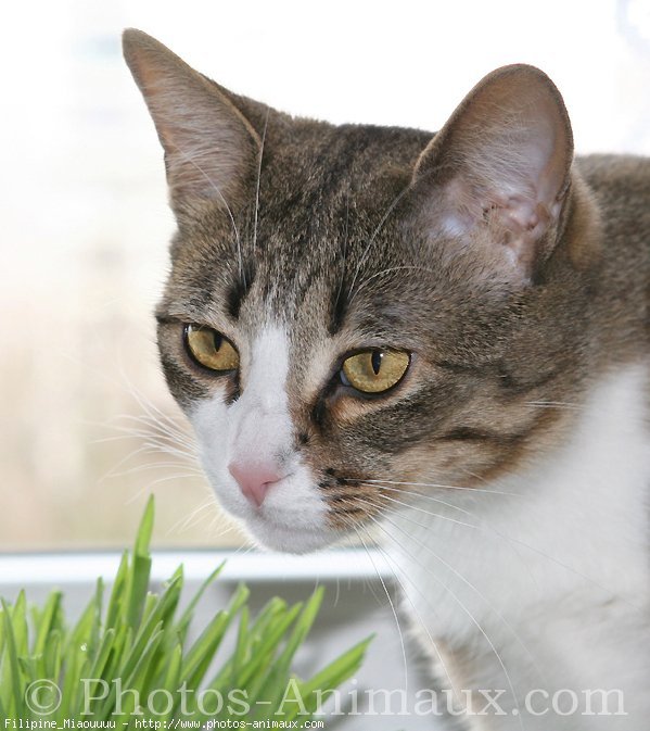 Photo de Chat domestique