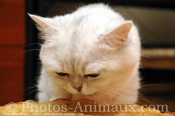 Photo d'Exotic shorthair