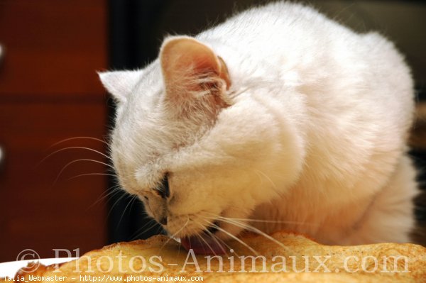 Photo d'Exotic shorthair