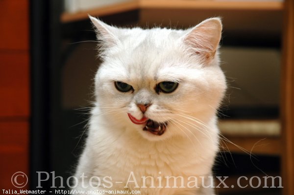 Photo d'Exotic shorthair