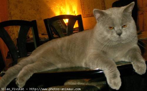 Photo de British shorthair