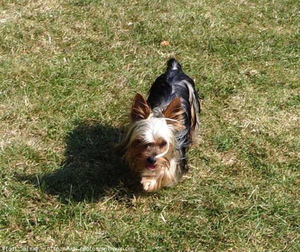 Photo de Yorkshire terrier