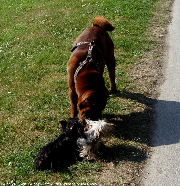 Photo de Yorkshire terrier