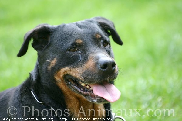 Photo de Rottweiler