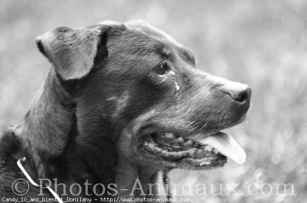 Photo de Rottweiler