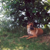 Photo de Berger belge malinois