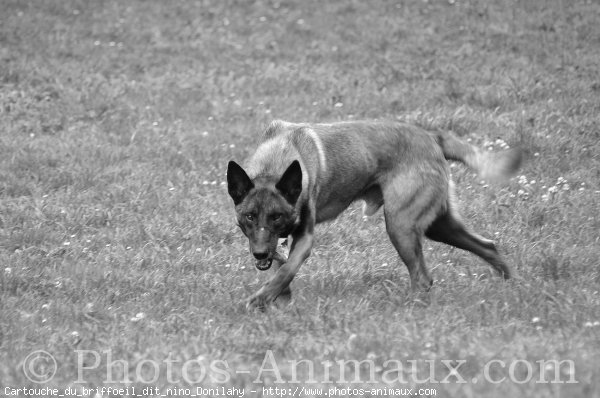 Photo de Berger belge malinois