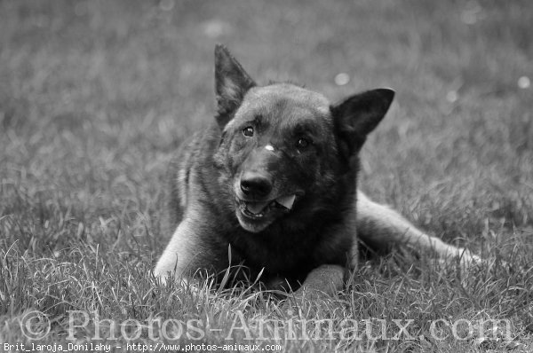 Photo de Berger belge malinois