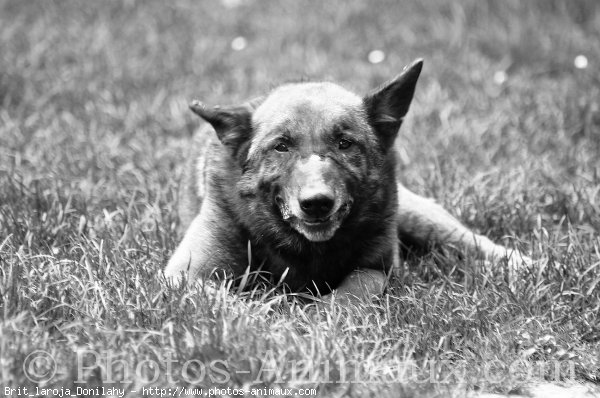 Photo de Berger belge malinois