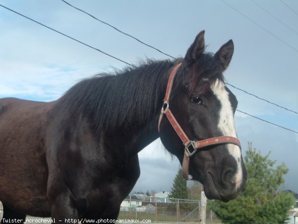 Photo de Quarter horse