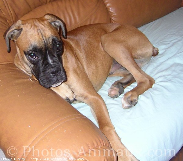 Photo de Boxer