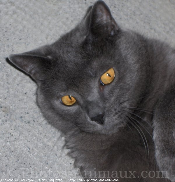 Photo de Chartreux