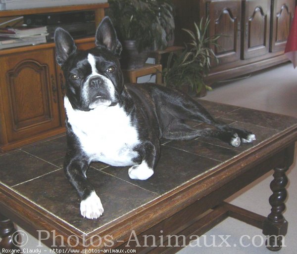 Photo de Boston terrier