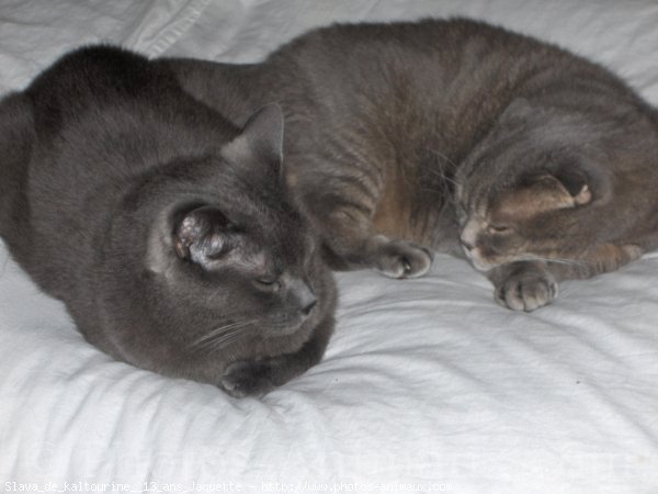 Photo de Scottish fold