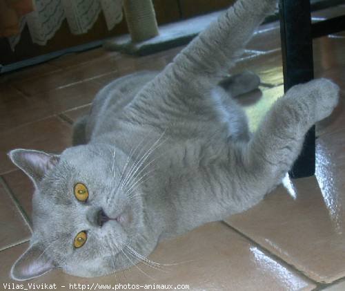 Photo de British shorthair