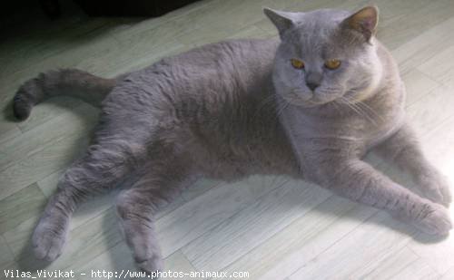 Photo de British shorthair