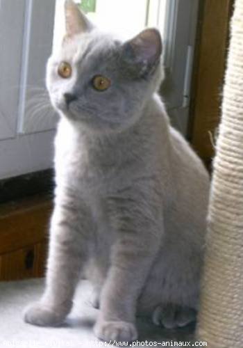 Photo de British shorthair