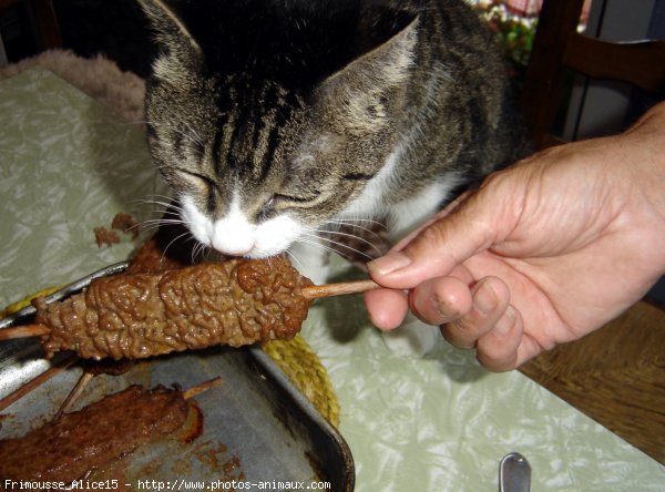 Photo de Chat domestique