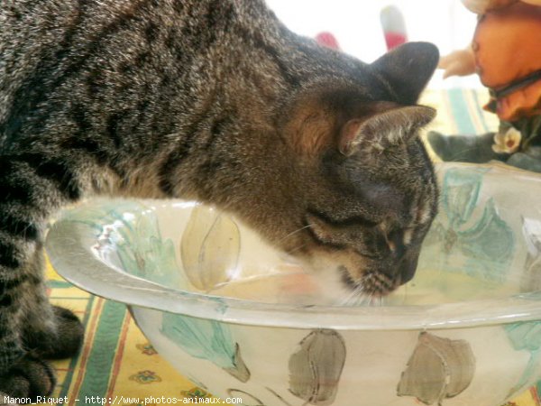 Photo de Chat domestique