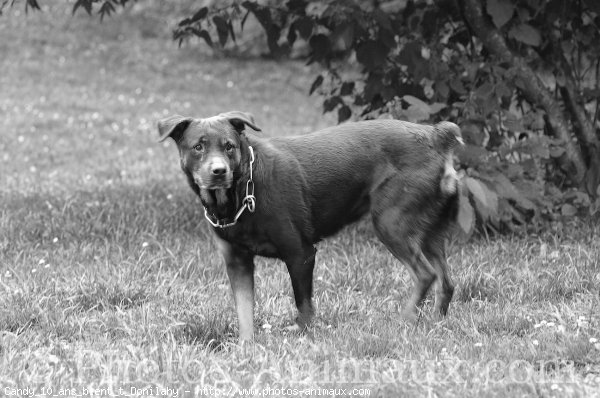 Photo de Rottweiler