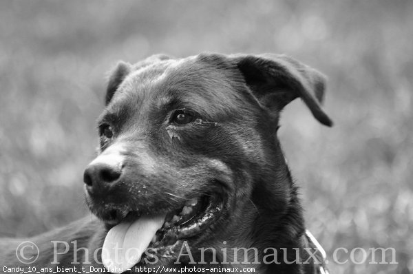 Photo de Rottweiler