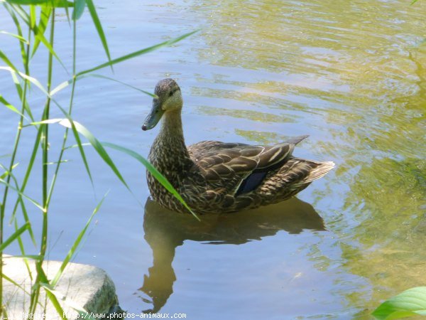 Photo de Canard