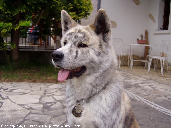 Photo d'Akita inu