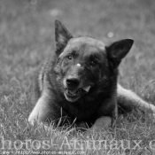 Photo de Berger belge malinois