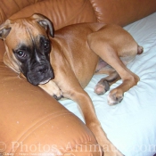 Photo de Boxer