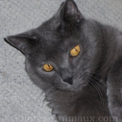 Photo de Chartreux