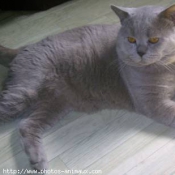 Photo de British shorthair